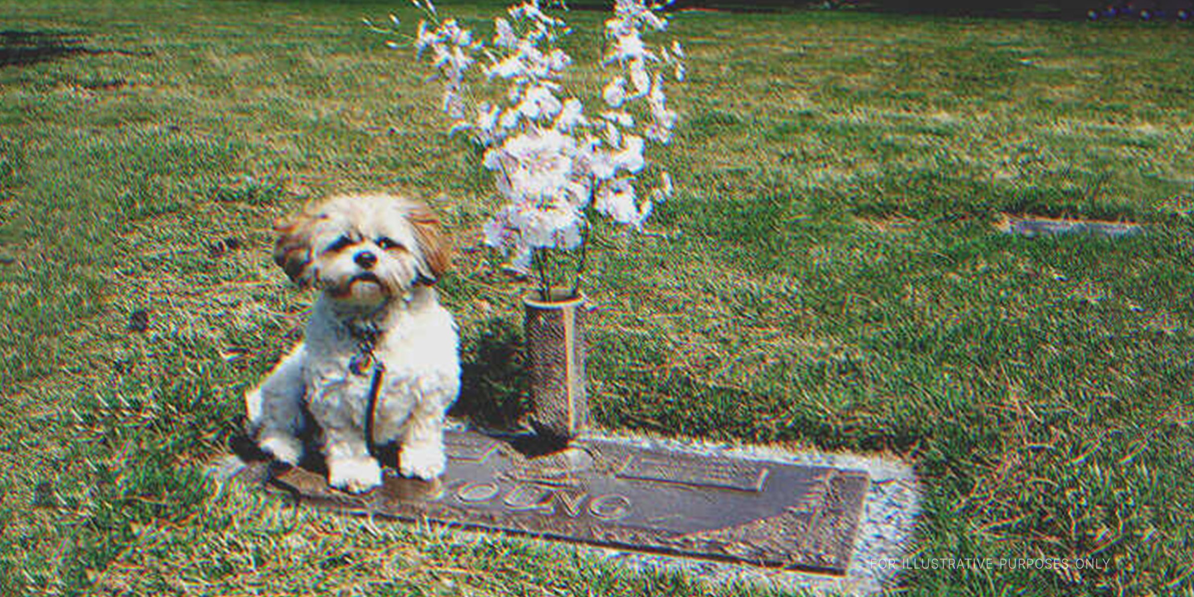 A dog sitting on a grave. | Flickr/justthismoment (CC BY 2.0)