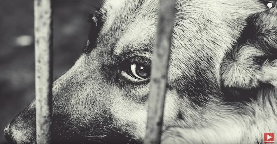 Herschel after he was abandoned and returned to the animal shelter for a second time. Image credit: YouTube/Rocky Kanaka