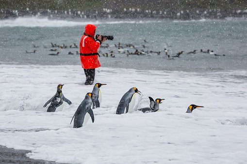 Photo of adult king penguins going to sea at St. Andrews Bay, South Georgia, Polar Regions | Photo: Getty Images