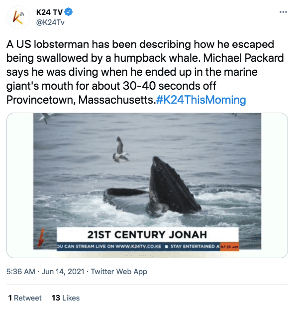 A screenshot of a Whale | Photo: twitter.com/K24 TV