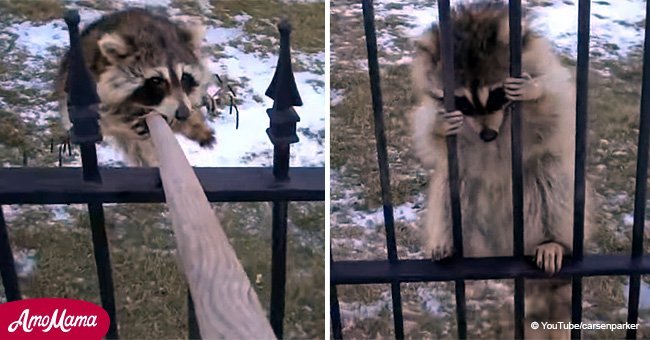 Stubborn raccoon refuses to leave man's property despite all his efforts (video)