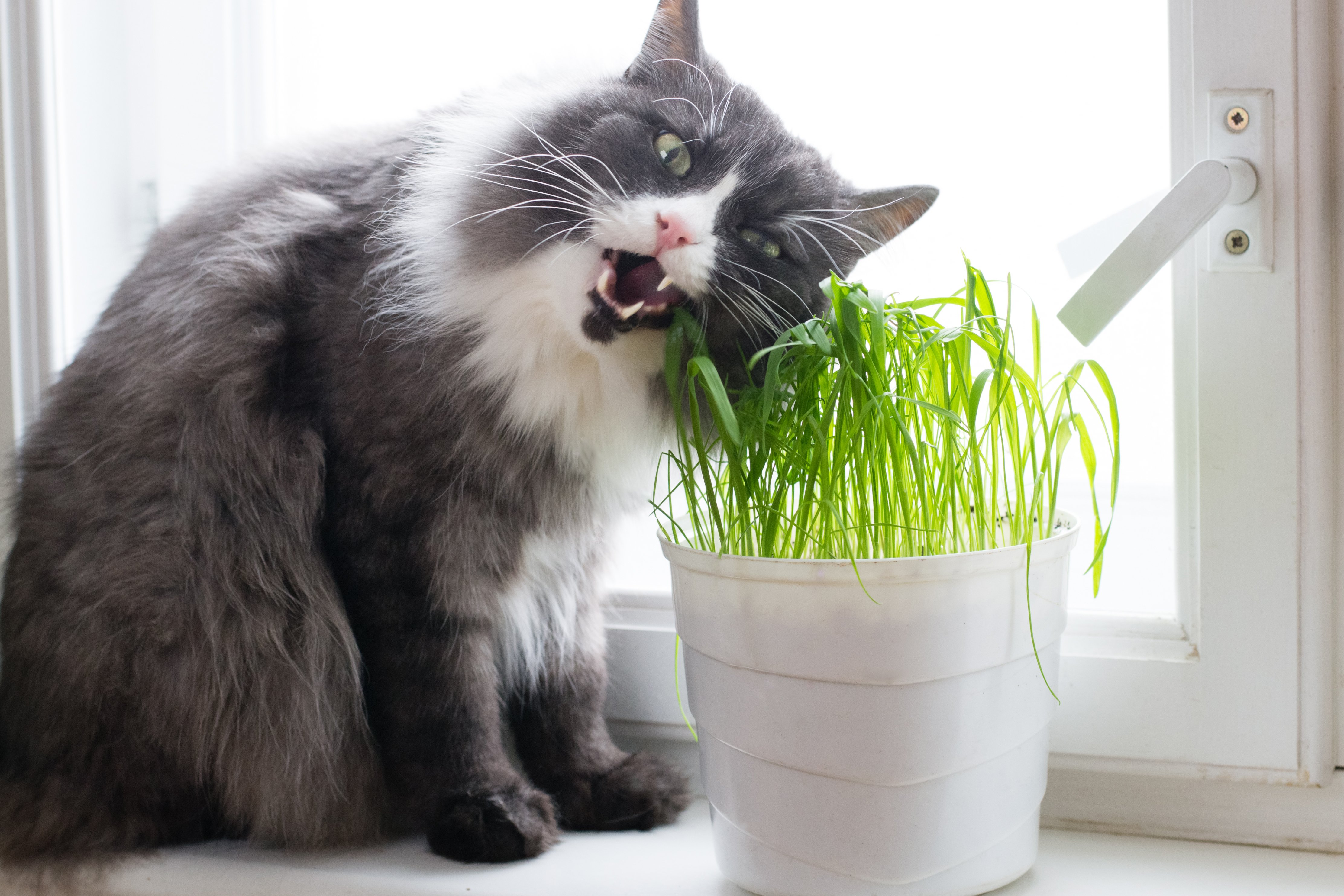 Cat tries to bite house plant | Photo: Shutterstock
