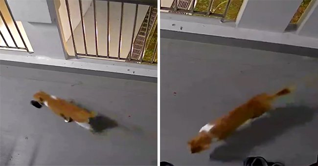 A cat stealing a slipper while walking through a corridor. │Source: twitter.com/amyramrn