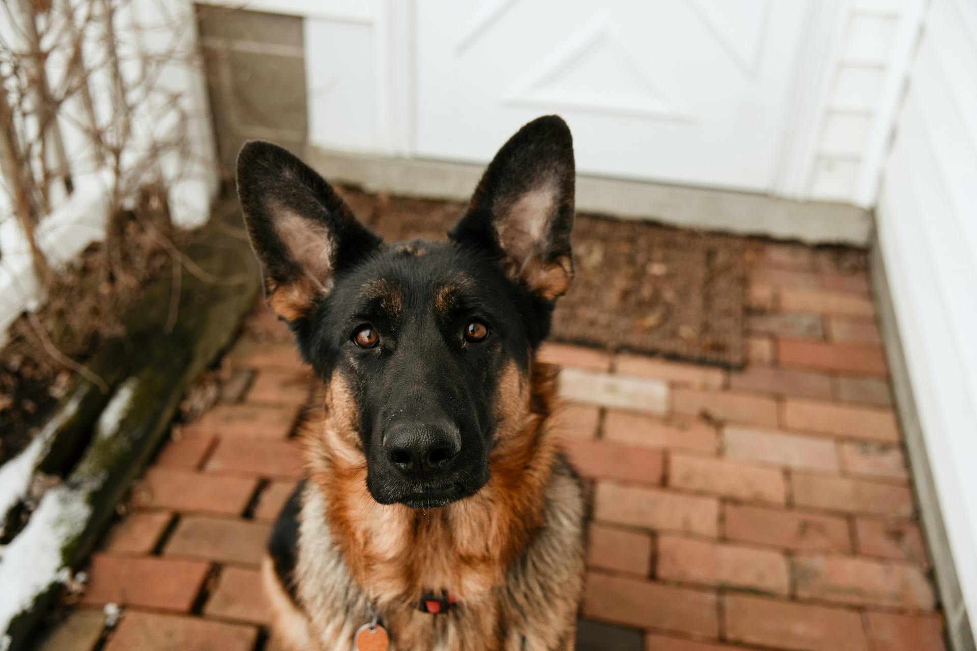 A German Shepherd in front of a house | Source: Pexels