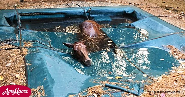 Man saves ‘shivering’ horse after it fell into a pool amid CA fires 