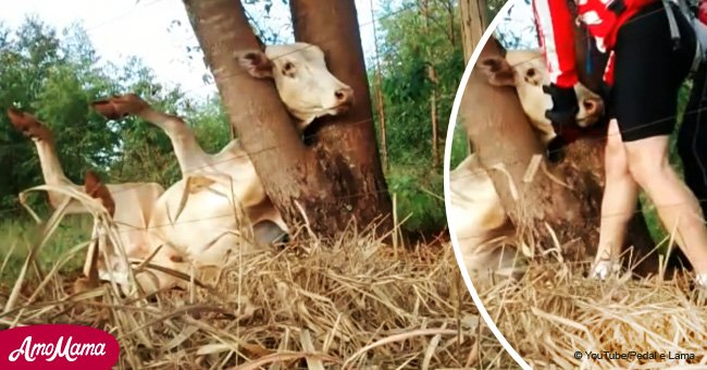 Cyclists stop to save desperate bull trapped between tree trunks