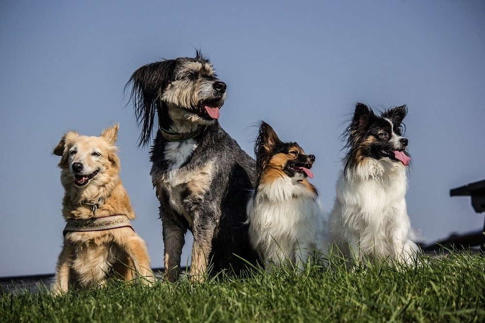 Cuatro perros. | Foto: Pixabay