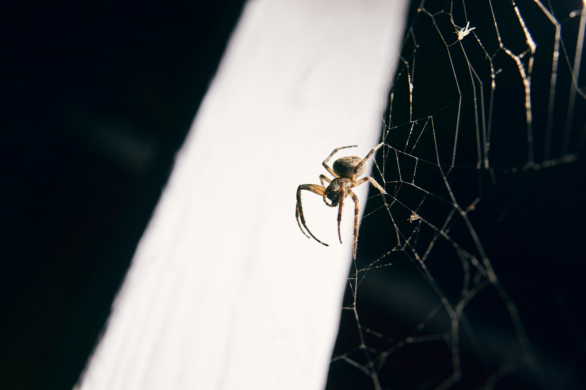 A close-up of a spider | Source: Unsplash