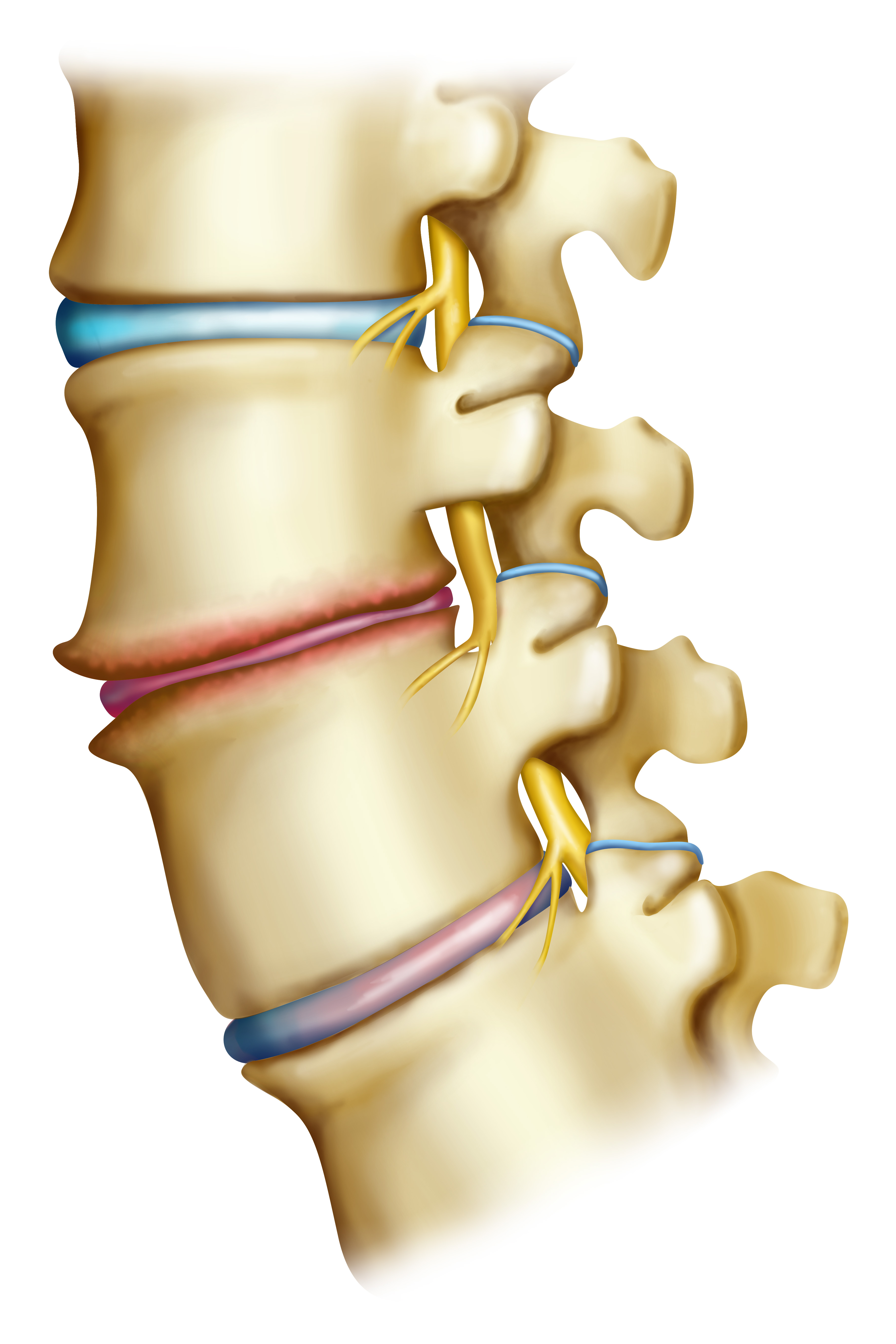 Lumbar spine illustrating vertebral degeneration | Source: Getty Images