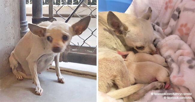 Pregnant dog was saved just in time for her to deliver her puppies