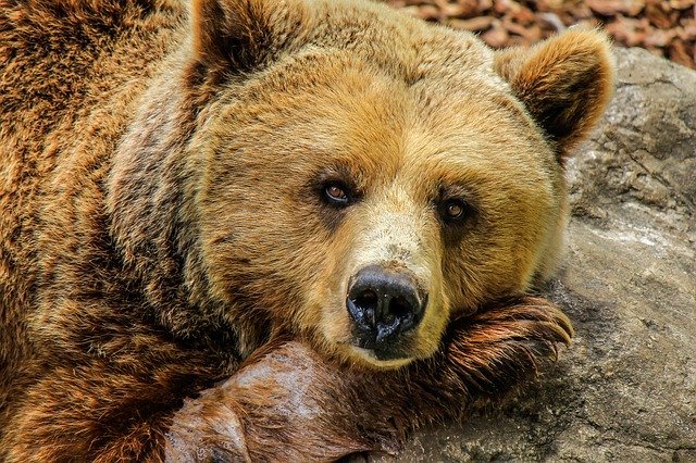 Bear rests on a rock | Photo: Pixabay