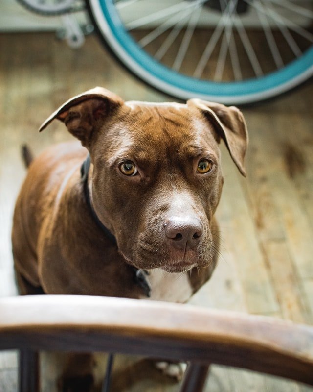 Un pitbull qui fixe l'objectif de la caméra | Photo : Unsplash