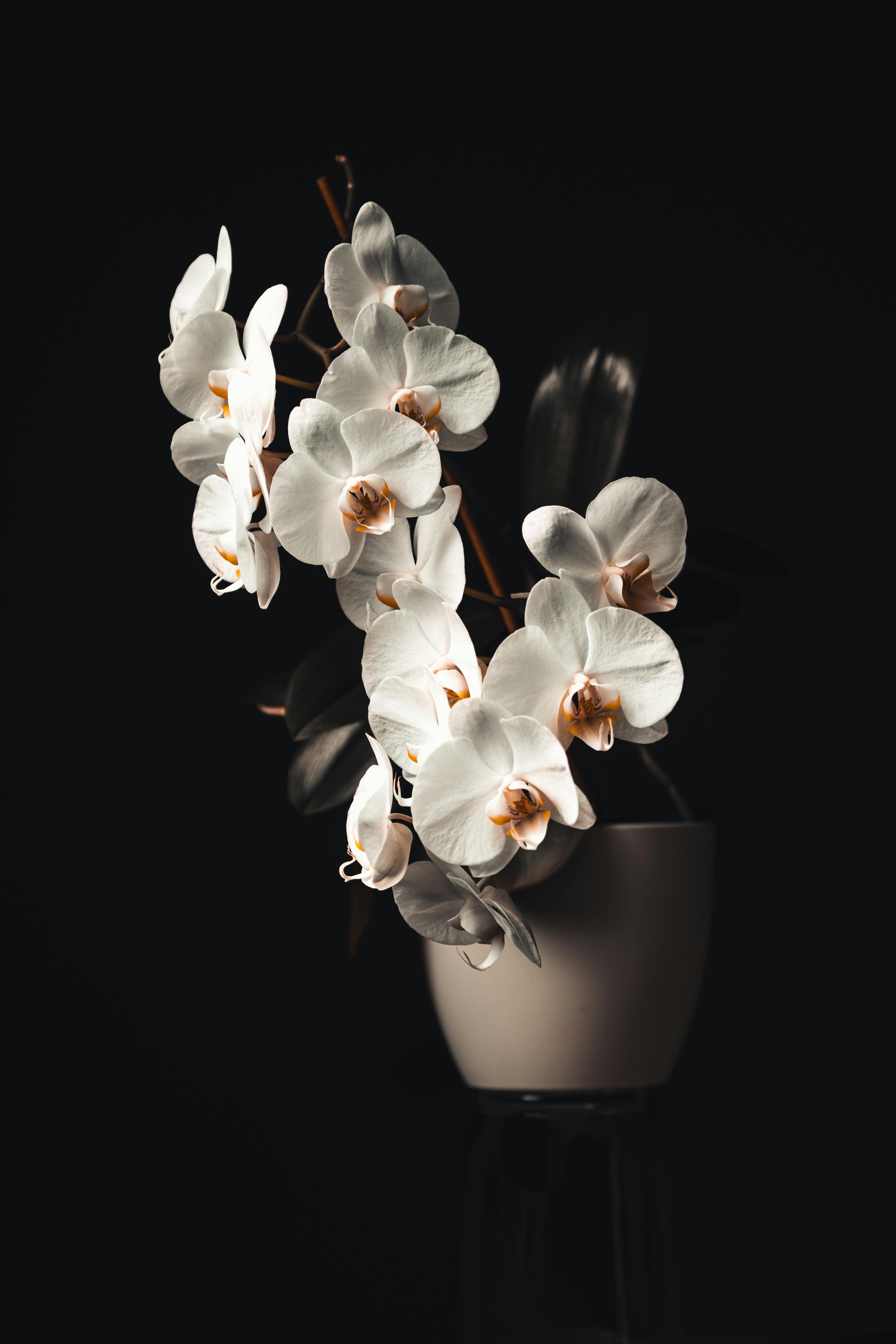 A white potted orchid | Source: Pexels