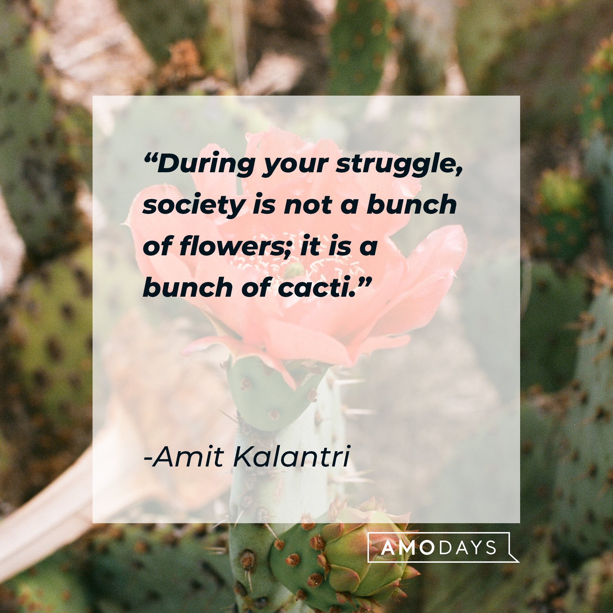 Amit Kalantri’s quote: "During your struggle, society is not a bunch of flowers; it is a bunch of cacti." | Image: AmoDays