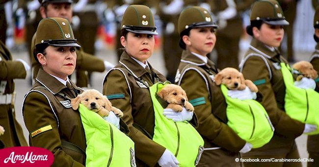 Puppies steal the show at Chile’s Military Parade