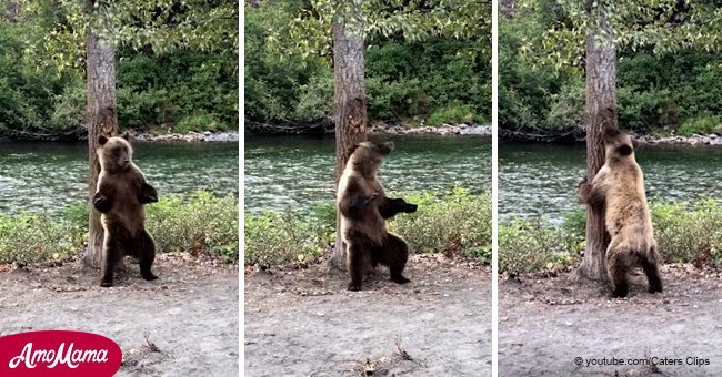Hilarious moment a brown bear scratching his back looks like he's dancing 