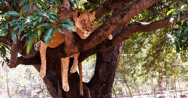 Lion hanging on a tree | Photo: Freepik