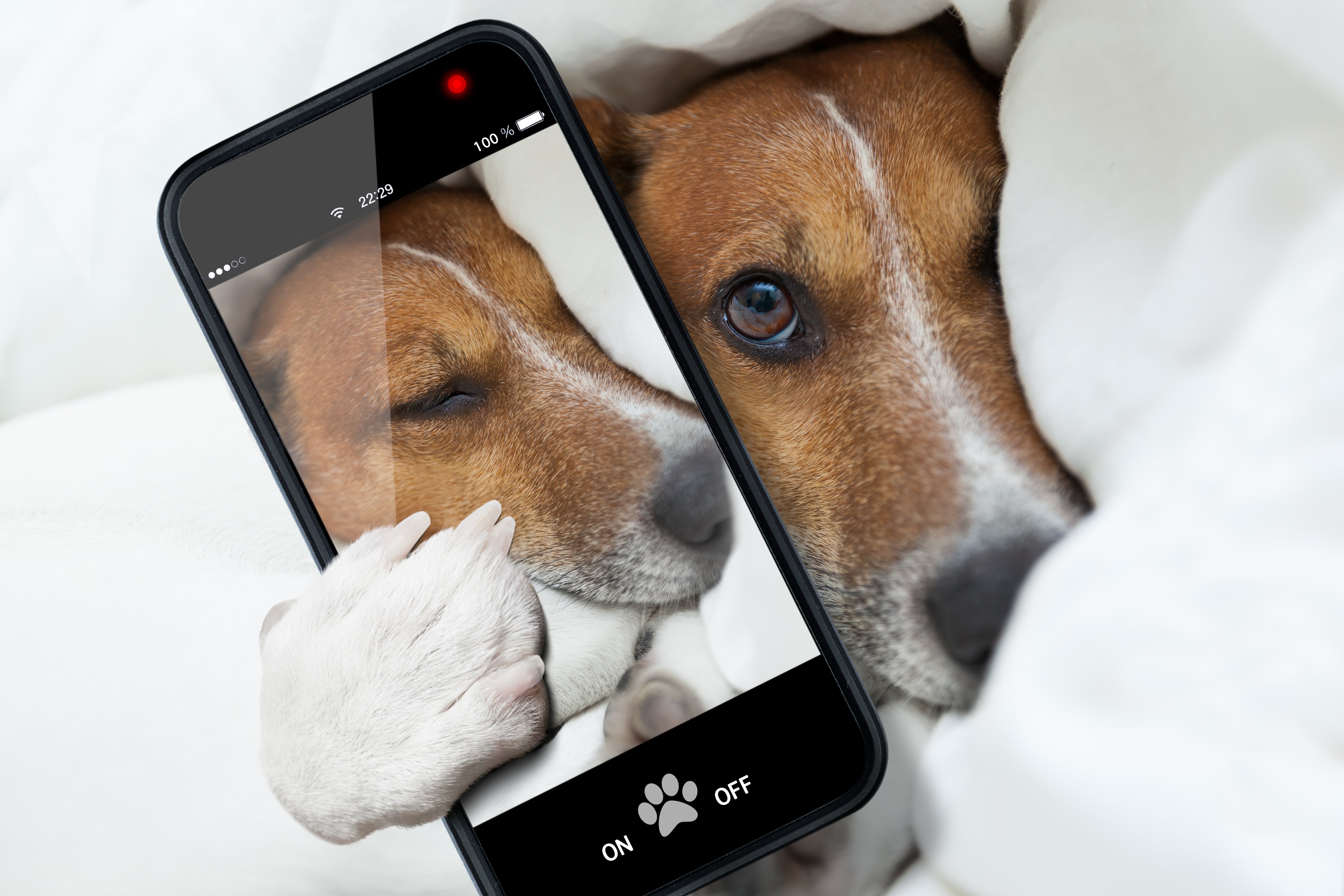 Perro con un celular. Fuente: Shutterstock