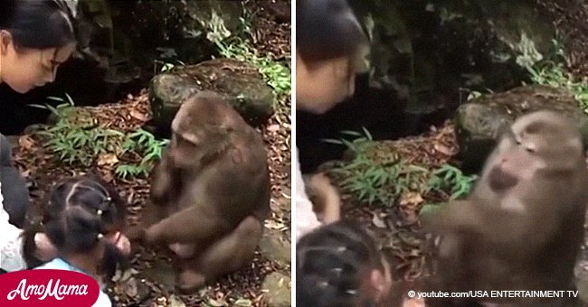 Monkey punched little girl in the face when she got too close while feeding him 