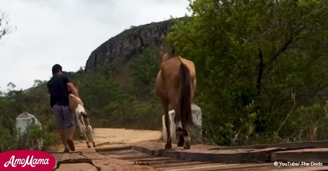 Kind stranger saves distressed foal trapped on broken bridge