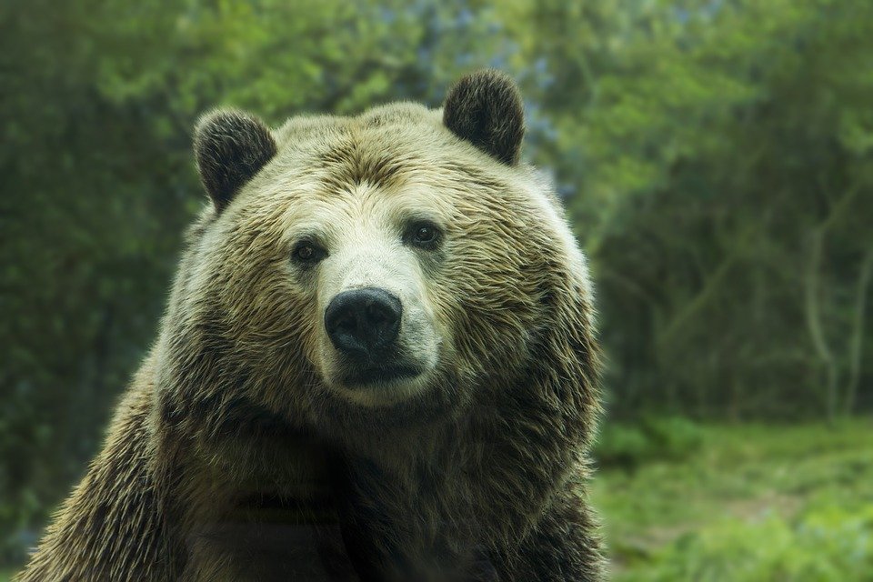 Grizzly| Quelle: Pixabay
