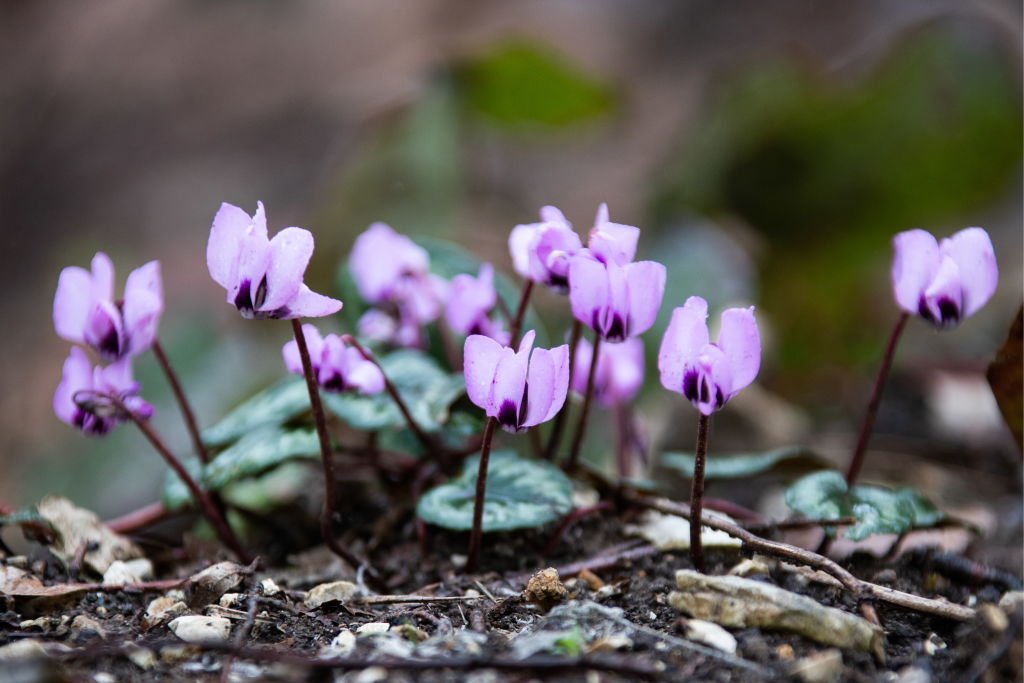 Des fleurs cyclamens | Photo : Getty Images