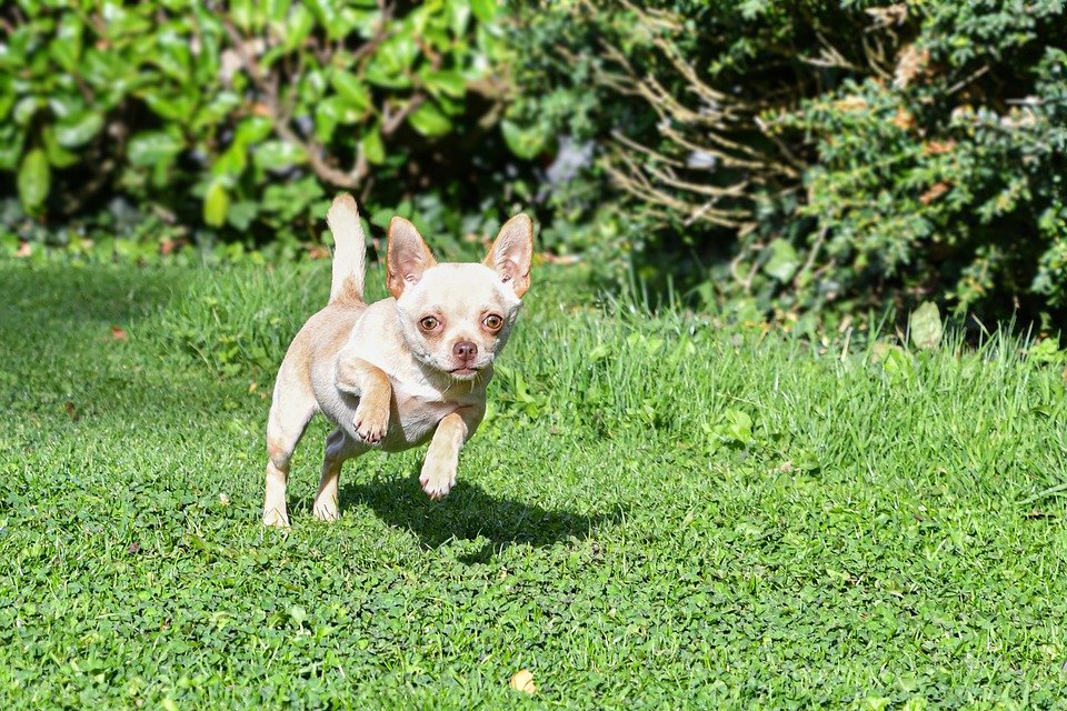 Chihuahua corriendo por el césped. | Foto: Pixabay