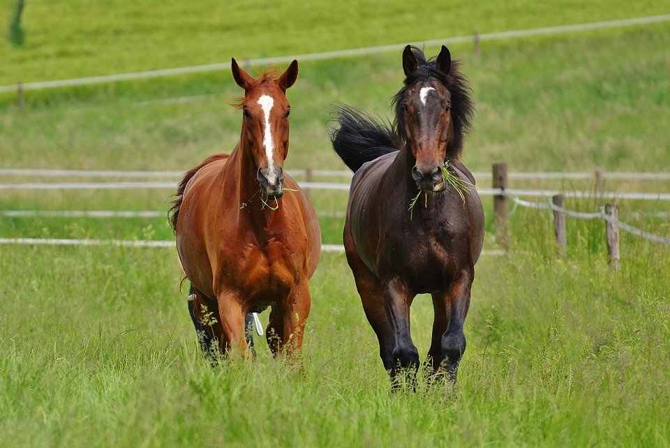 Zwei Pferde mit Gras im Maul rennen auf einer Weide | Quelle: Pixabay