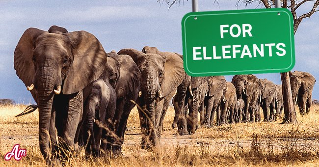 Whenever the first elephant comes across this sign, he will trumpet loudly | Photo: Shutterstock