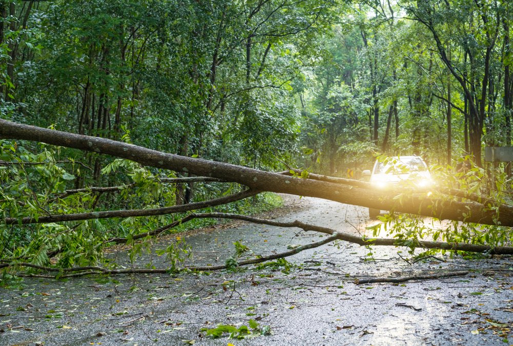 A photo of a fallen tree blocking a road | Photo: Shutterstock