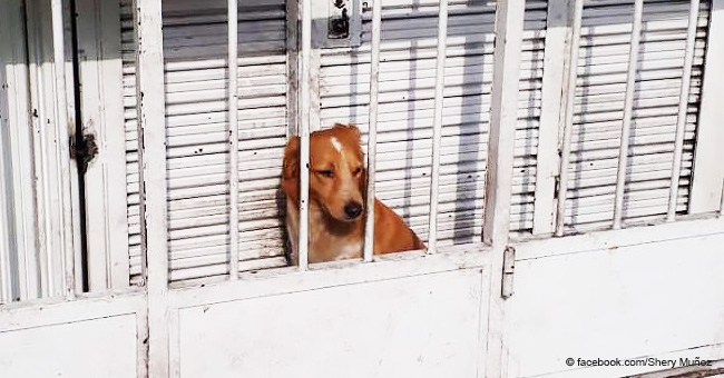 Woman Reported That a Dog Is Locked in a Tiny Space All Night to Protect a Business