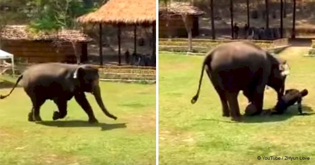 Huge elephant noticed caregiver was being "attacked" and his unexpected reaction goes viral