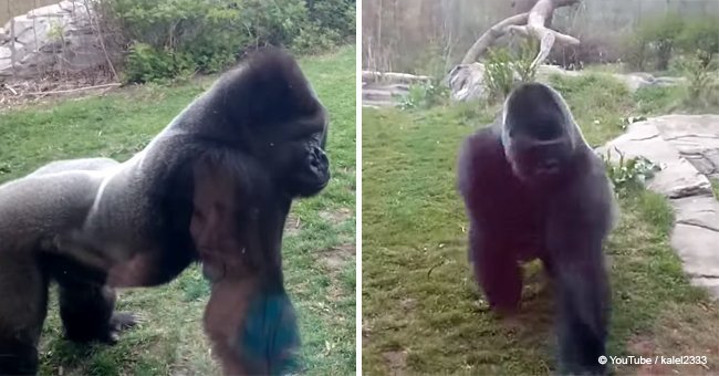 Huge gorilla stares at visitor filming him but then seconds later, footage turned scary