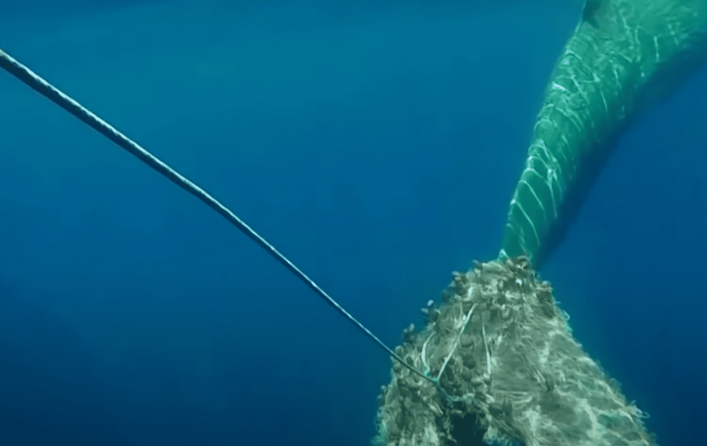 Whale stuck in fishing net | Photo: Youtube/Reuters