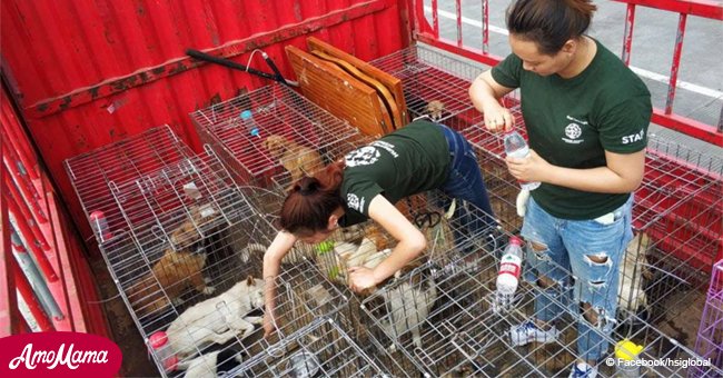 Animal activists rescue 135 terrified dogs from China's dog meat festival