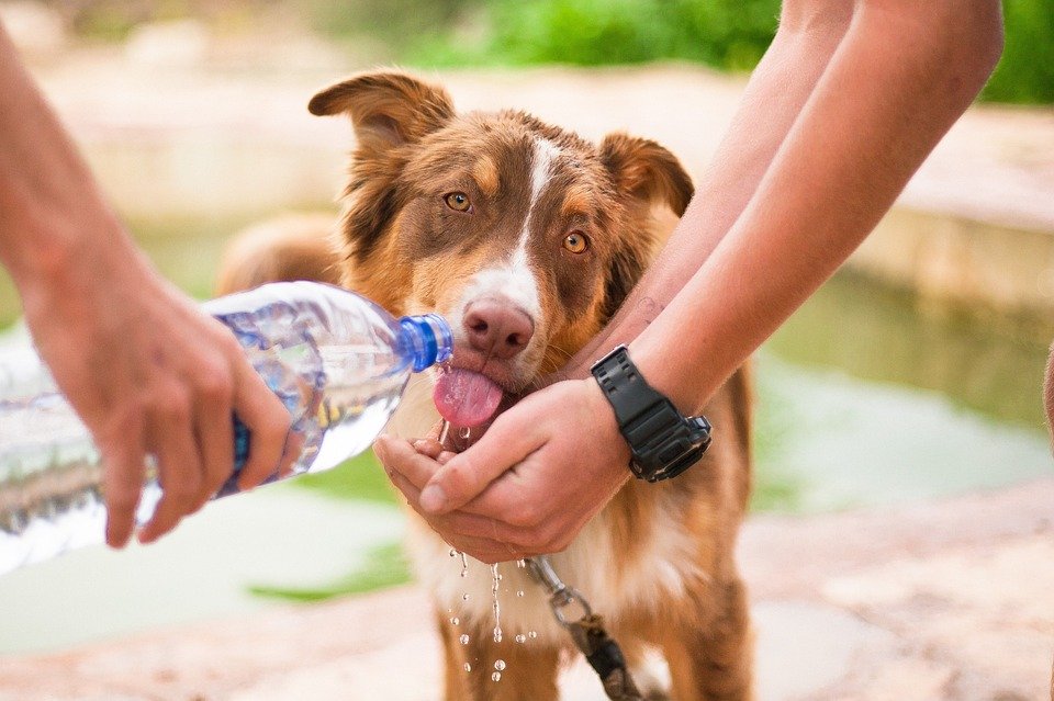 Hund wird von Hand getränkt | Quelle: Pixabay