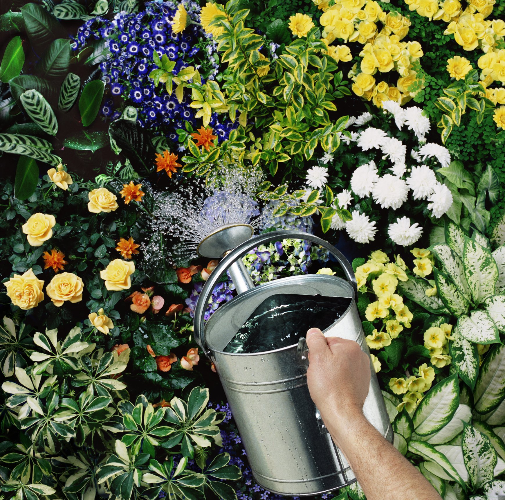 Man watering flowers, close-up of hand and watering can | Photo: Getty Images
