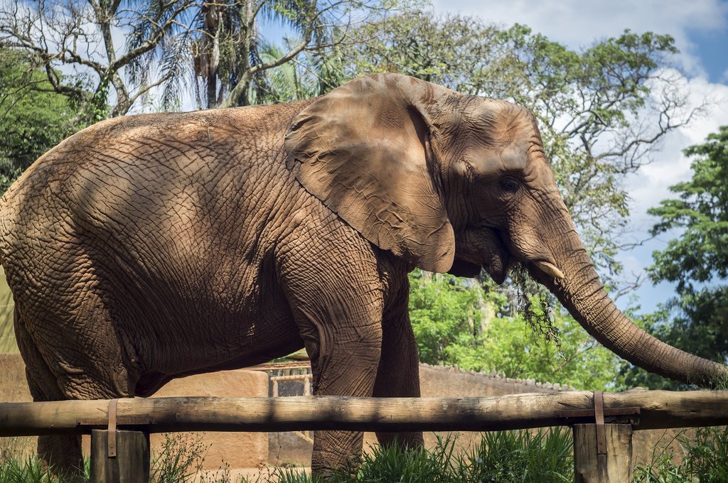 Elefante cerca de talanquera. | Imagen: Flickr