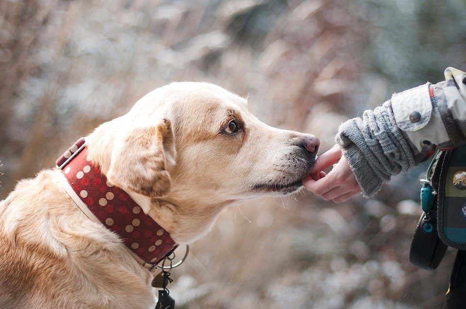 Perro comiendo de la mano de una persona. | Foto: Pixabay.