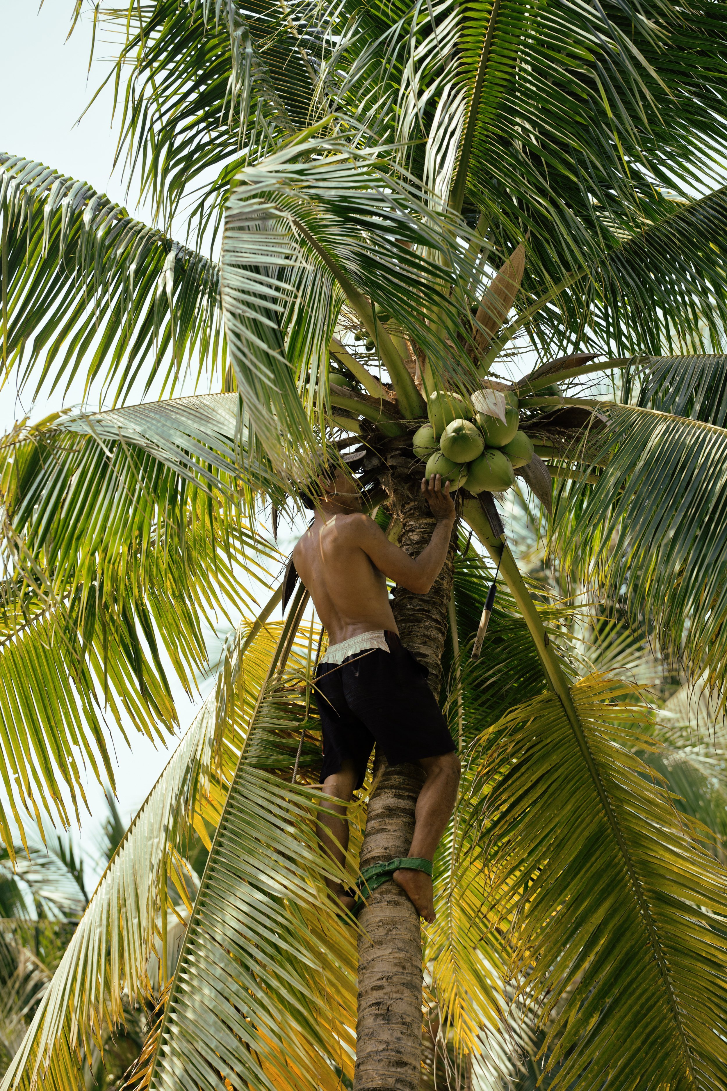 A man picking coconuts from a tree. | Source: Shutterstock.