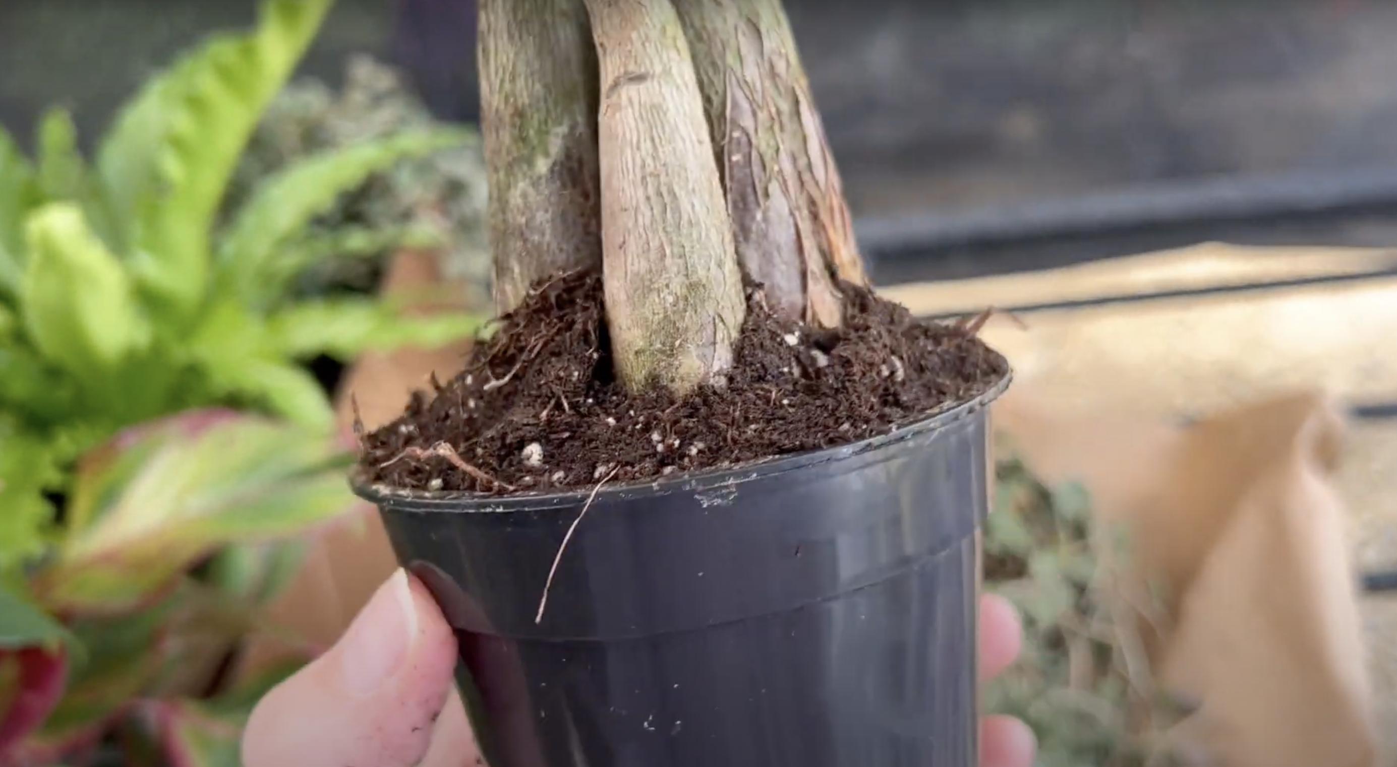 A money tree in a pot. | Source: YouTube/Renata's Garden