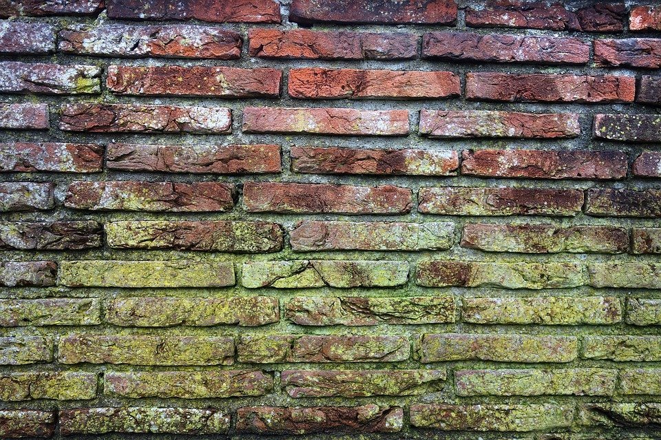 Moho en una pared. | Imagen: Pixabay
