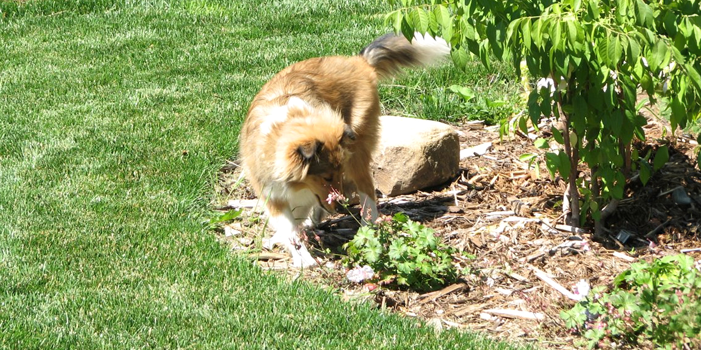 A sniffing dog | Source: Flickr