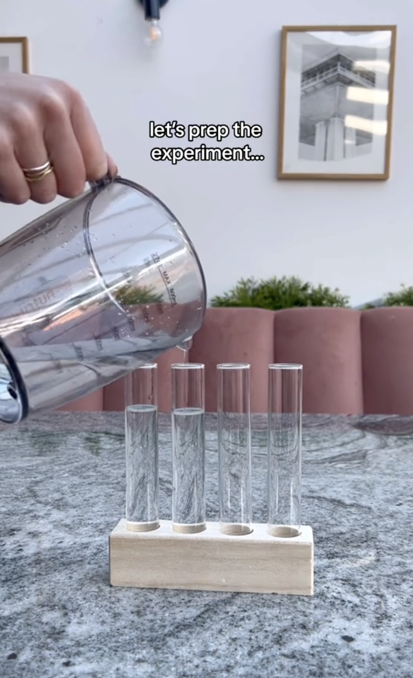 Two test tubes filled with filtered water for the propagating experiment in a clip uploaded on October 5, 2024 | Source: TikTok/thelittlelifelately