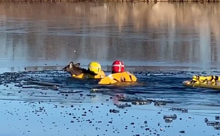 Die Feuerwehraktion zur Rettung des Hirsches aus dem Wasser I Quelle: facebook.com/FireDist1JoCoKS