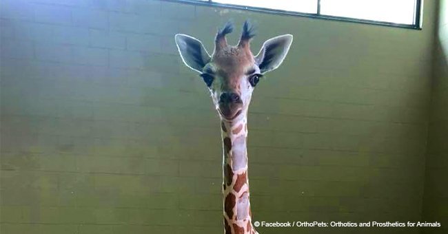 8-week-old giraffe euthanized at US zoo