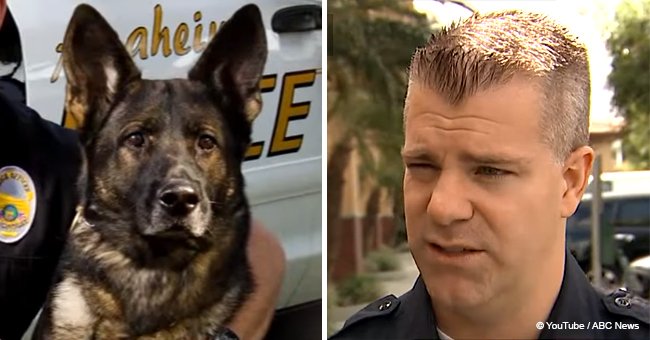Police dog has priceless reaction when he reunites with cop after being shot (video)