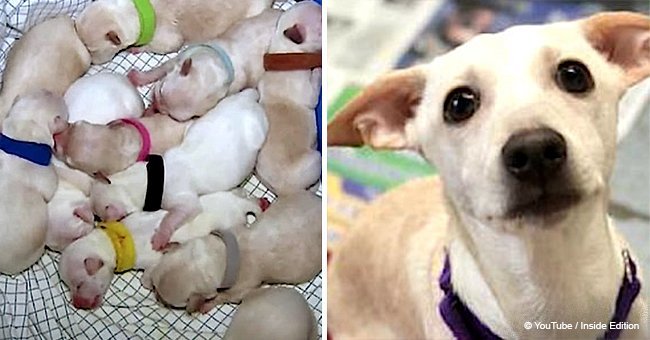 Pregnant chihuahua broke world record with her really huge litter (video)