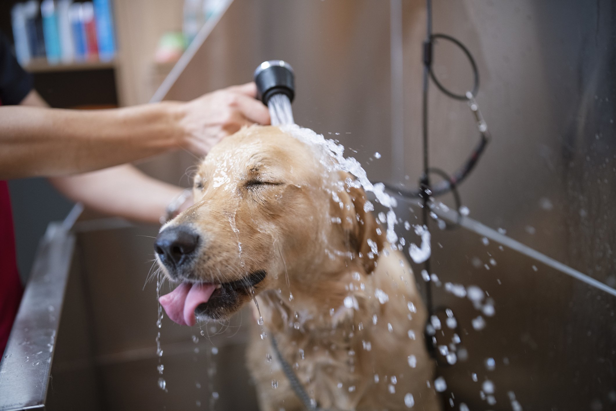 Der süße Golden Retriever-Hund duscht in einem Pflegestudio. | Quelle: Getty Images