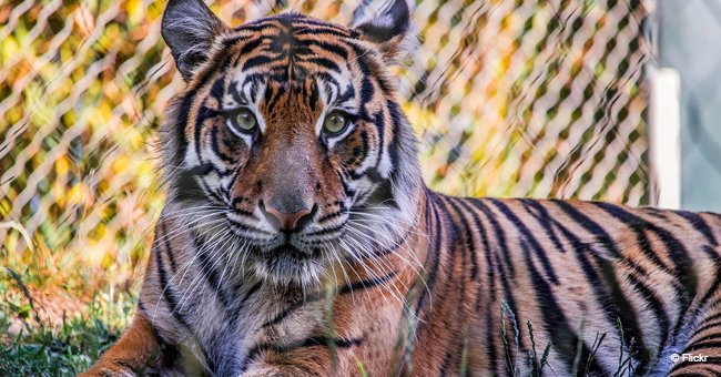 Un tigre regardant vers le caméra | Freepik